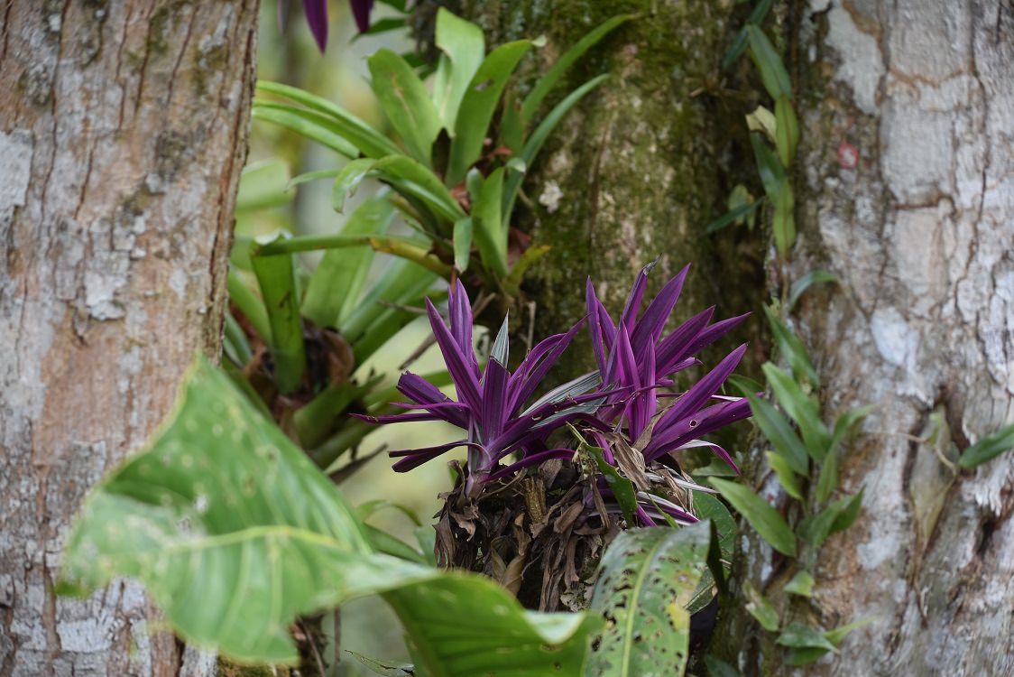 Tradescantia spathacea 'Discolor'